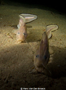 cathfish by Marc Van Den Broeck 